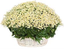 Цветочная композиция из Ромашки в корзине #REPLACE_PRED# Сабурово